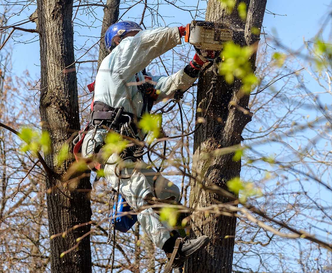 Equipe Peixoto Paysages réalisant la taille raisonnée d'arbres